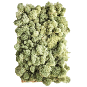 MUSGO ESPONJINHA VIVO