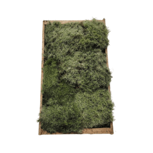 MUSGO ESTRELADO VIVO