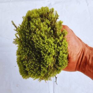 KIT 5 PACOTE MUSGO VIVO FOFÃO