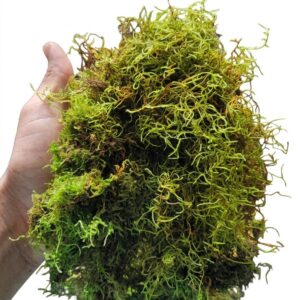 MUSGO LINQUEM DESIDRATADO- 1kg