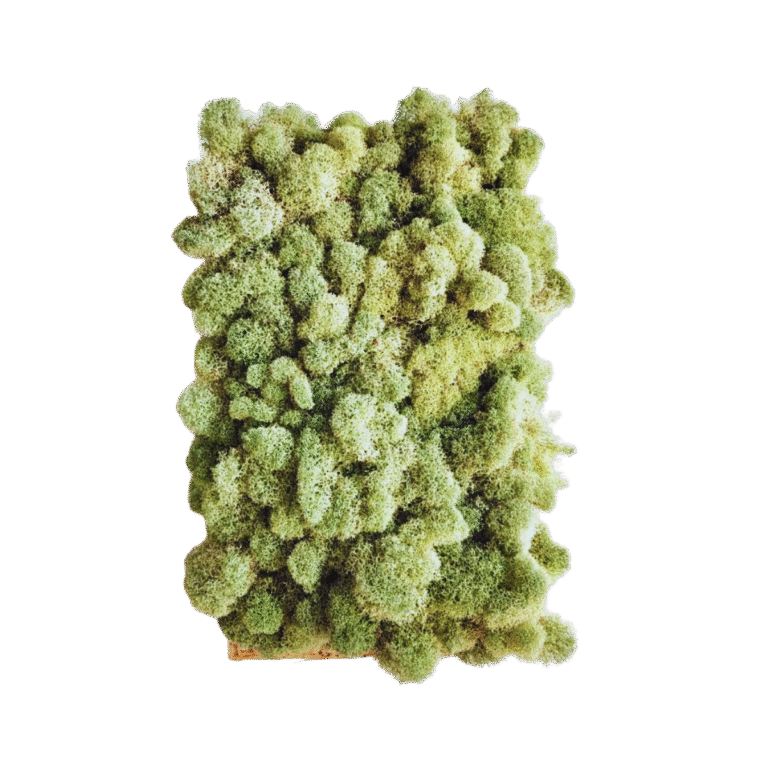 MUSGO VIVO ESPONJINHA