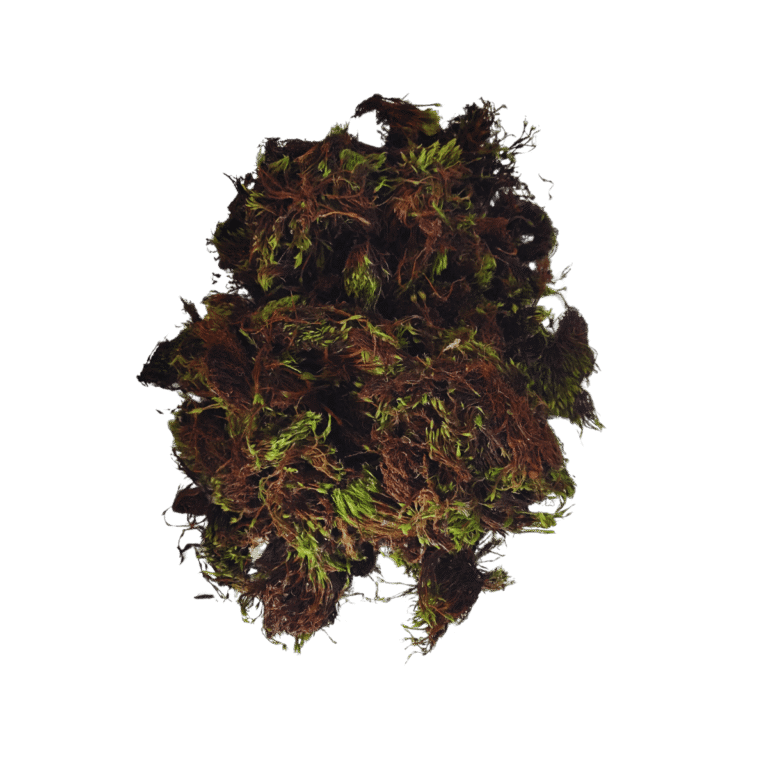 MUSGO VIVO GRAMINHAdfg