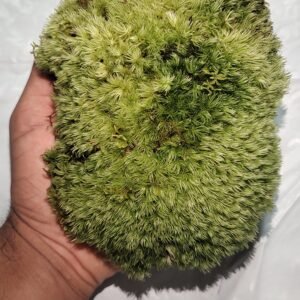 MUSGO VIVO TAPETE- TERRÁRIOS