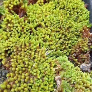 Musgo coral- terrários