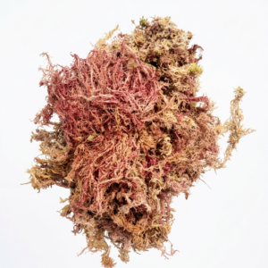 Musgo esfagno/sphagnum-50 gramas