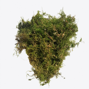 Musgo Linquen verde - 50 gramas